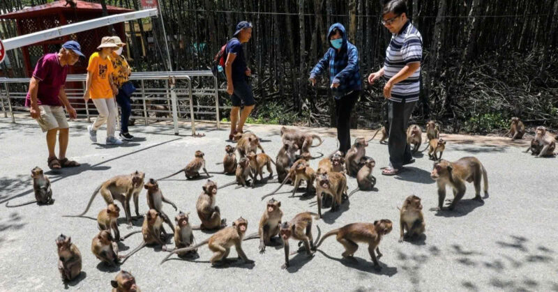 CAN GIO – MONKEY ISLAND – FULL DAY