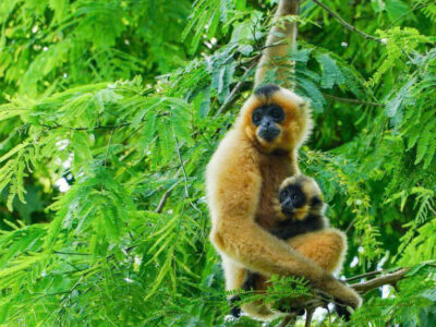 NAM CAT TIEN NATIONAL PARK -  LAM DONG